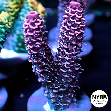 NYRA SpeedRacer Acropora (R23)