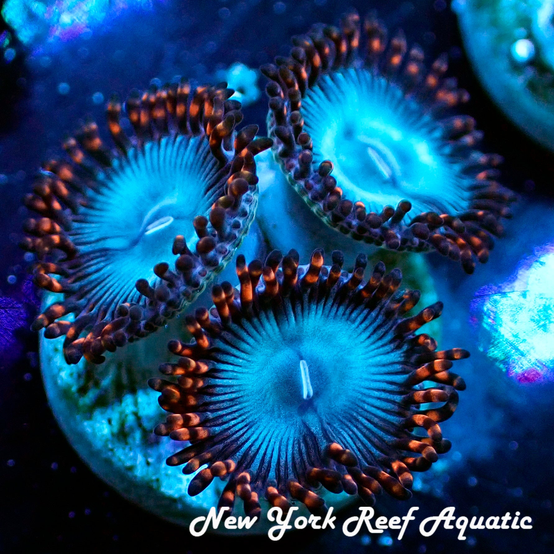 Spiderman_Zoanthid.jpg?v=