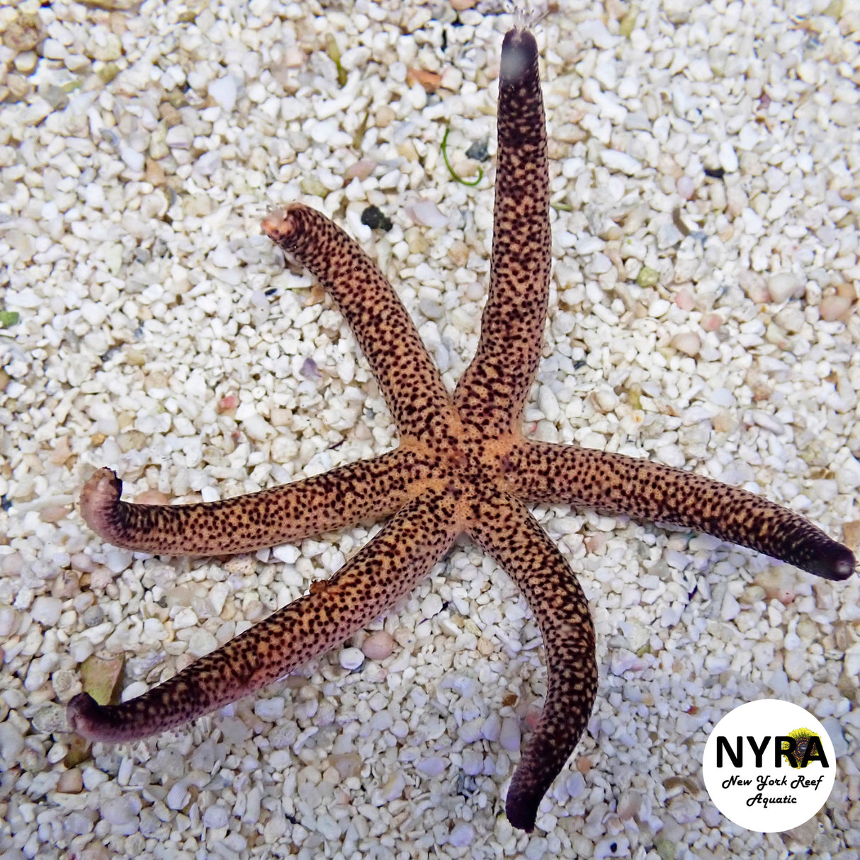 Spotted Linckia Starfish ~3.5in