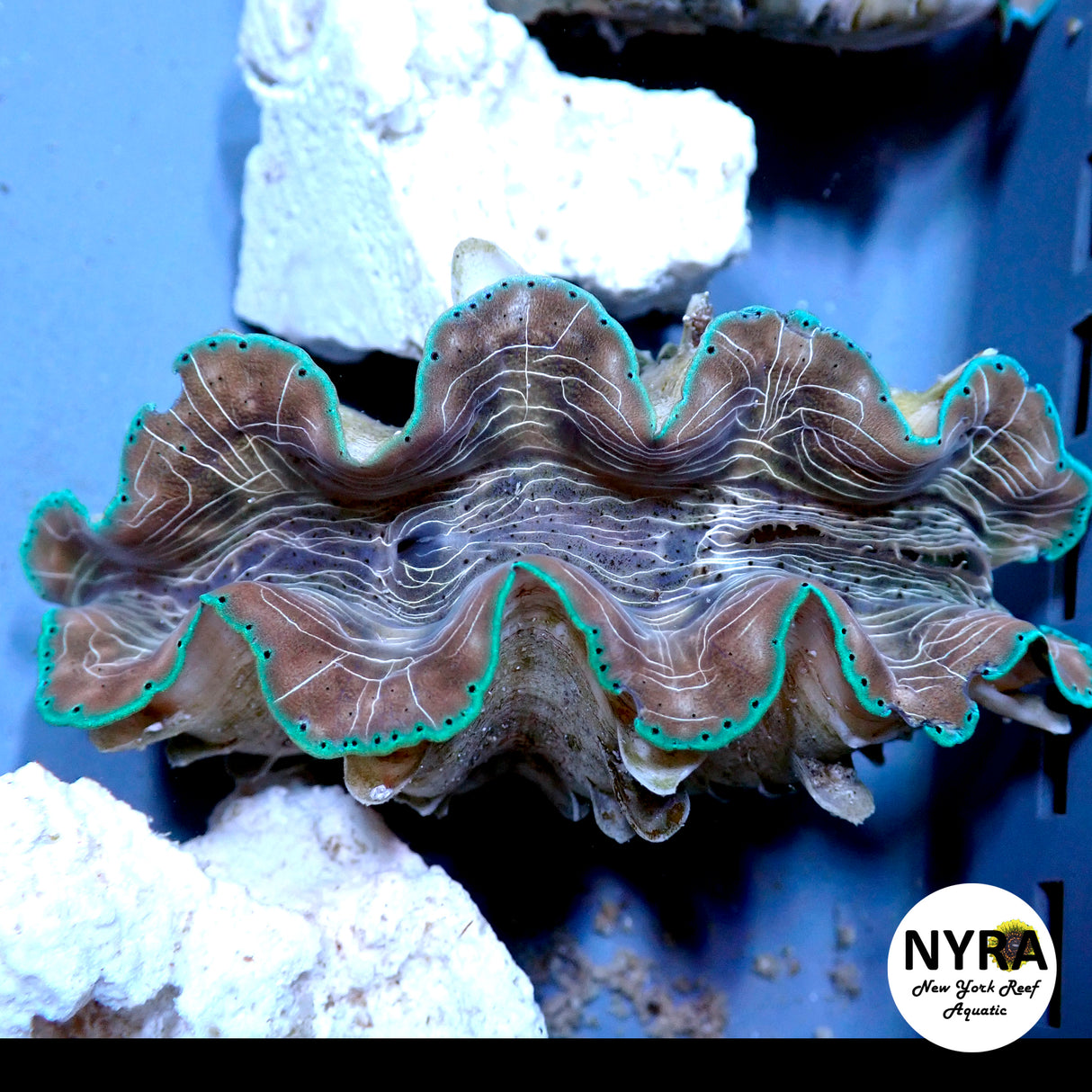 Squamosa Clam C1 ~2.5in