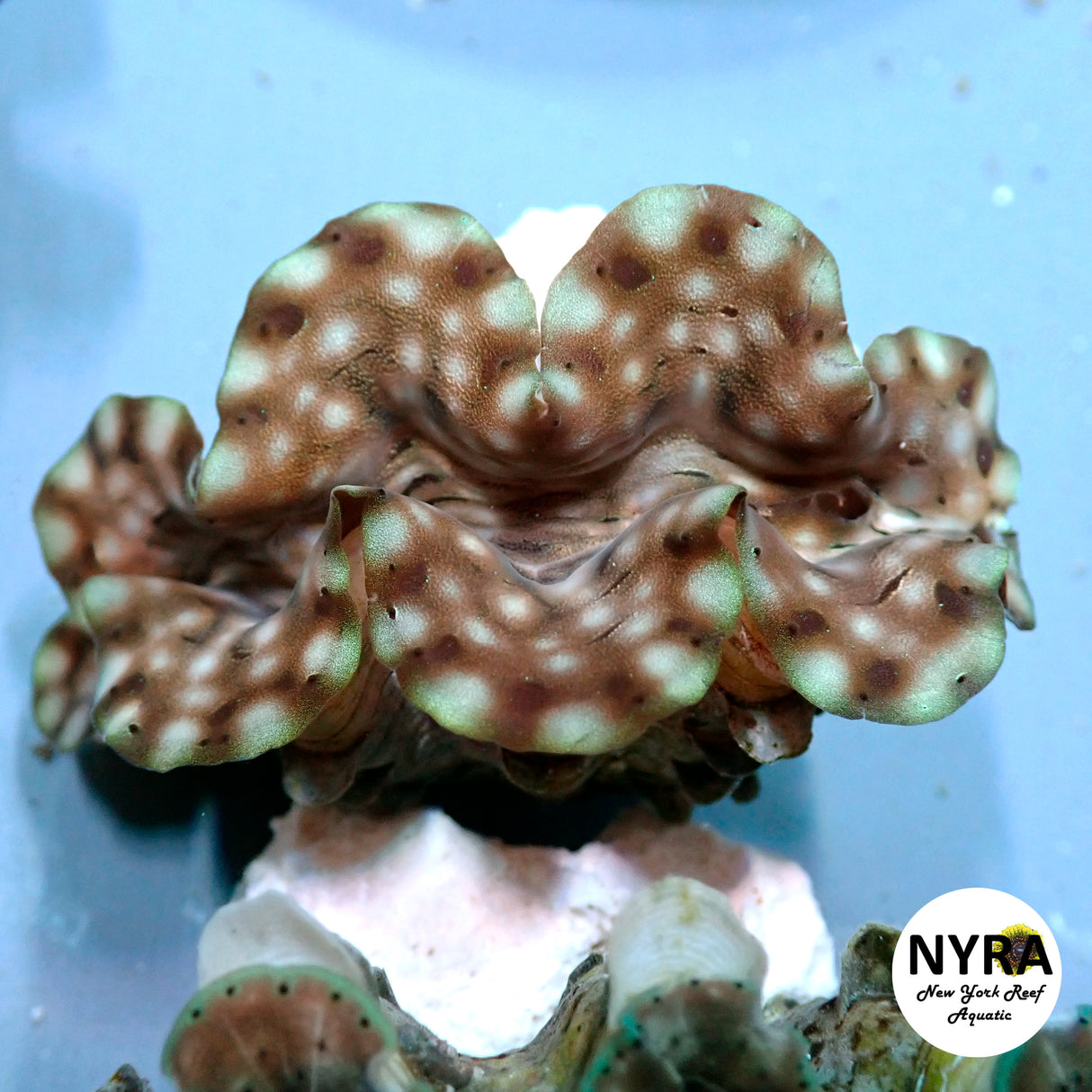 Squamosa Clam C3 ~2in