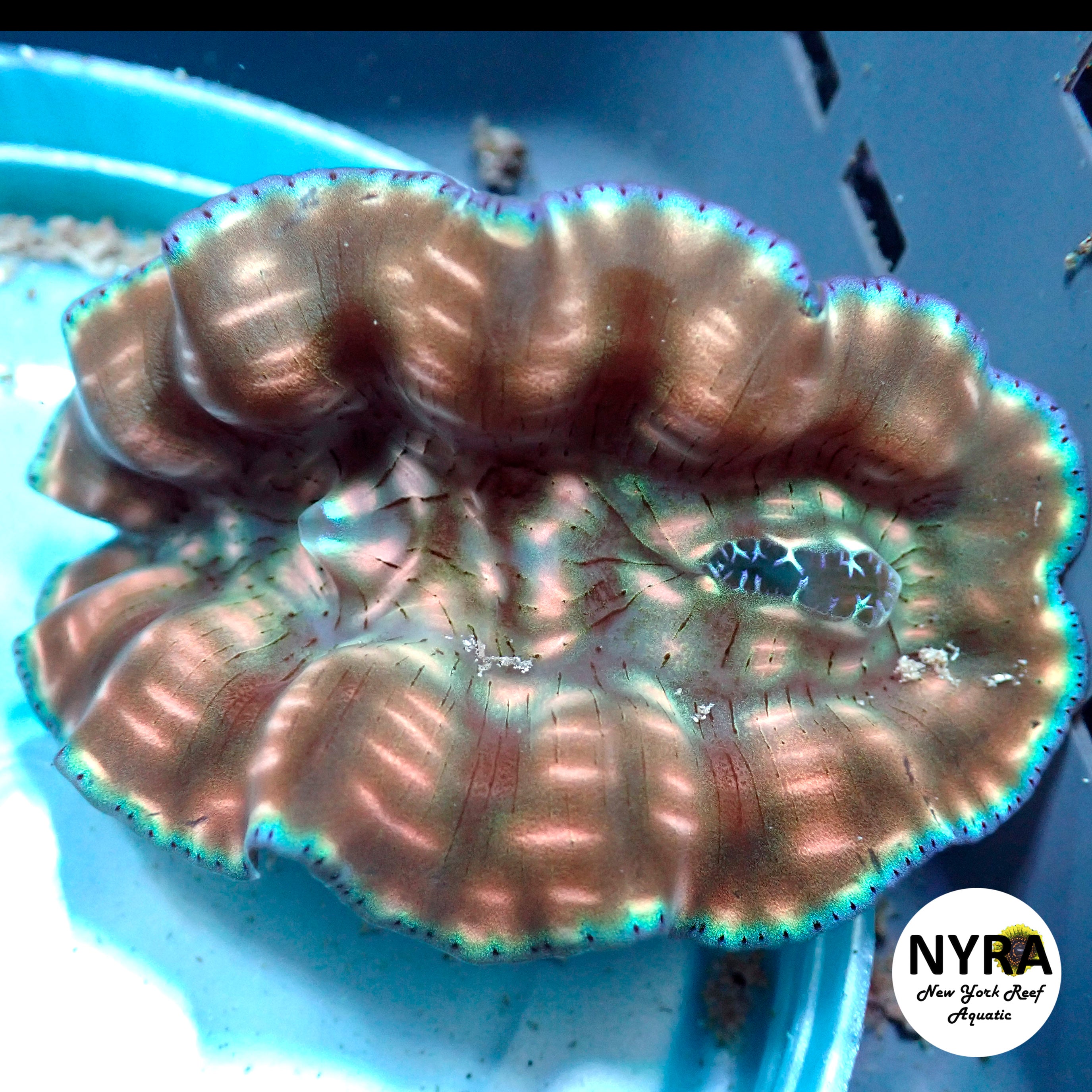Home page – Page 2 – New York Reef Aquatic