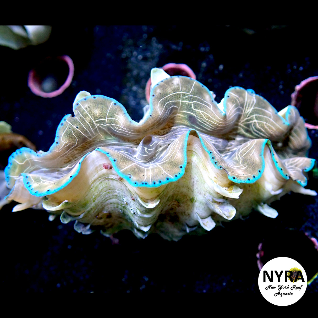 Squamosa Clam C2 ~2.5in