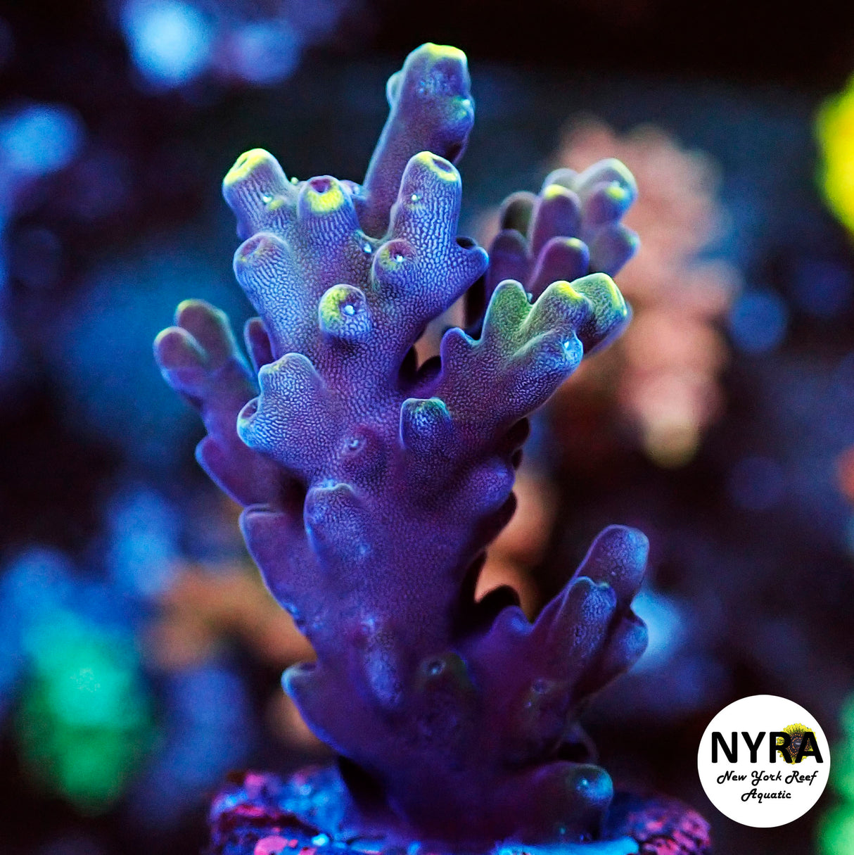 NYRA Starry Night Acropora (L8)