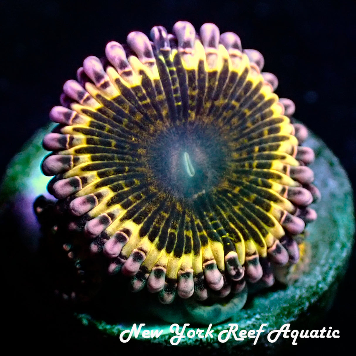 Strat Imposter Zoanthid