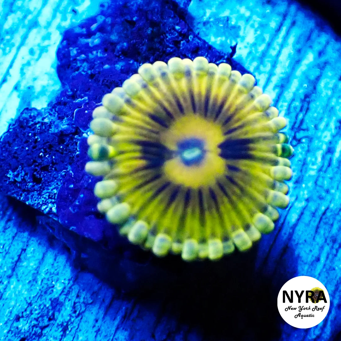 Stratocaster Zoanthid