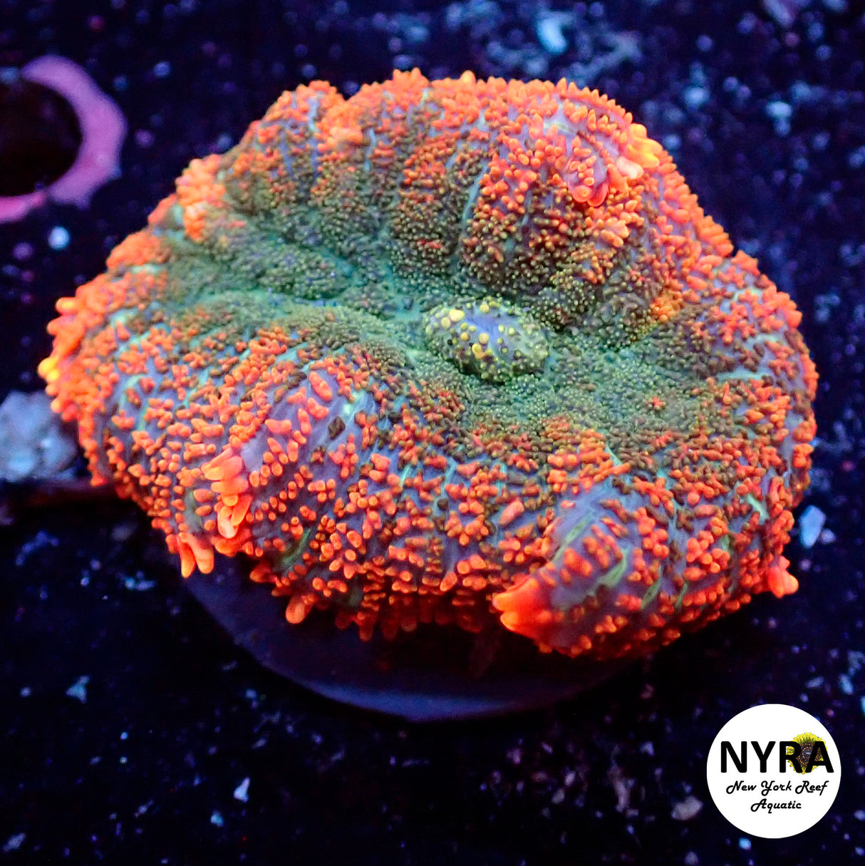 NYRA Superman Mushroom