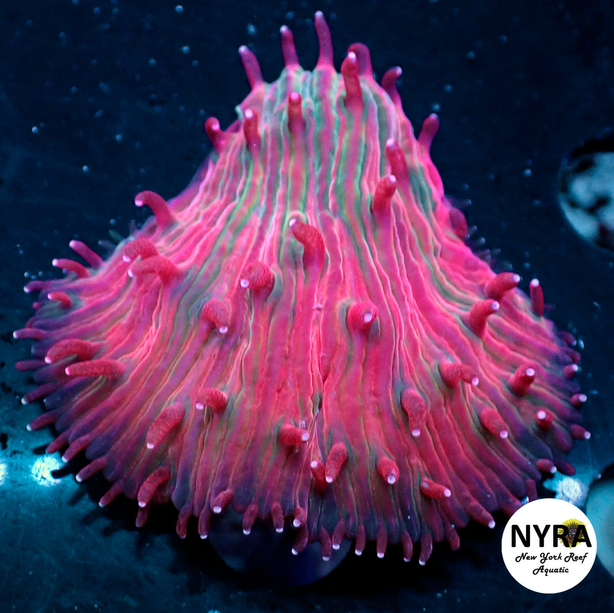 NYRA Supreme Grade Pink Overdrive Funghia Plate