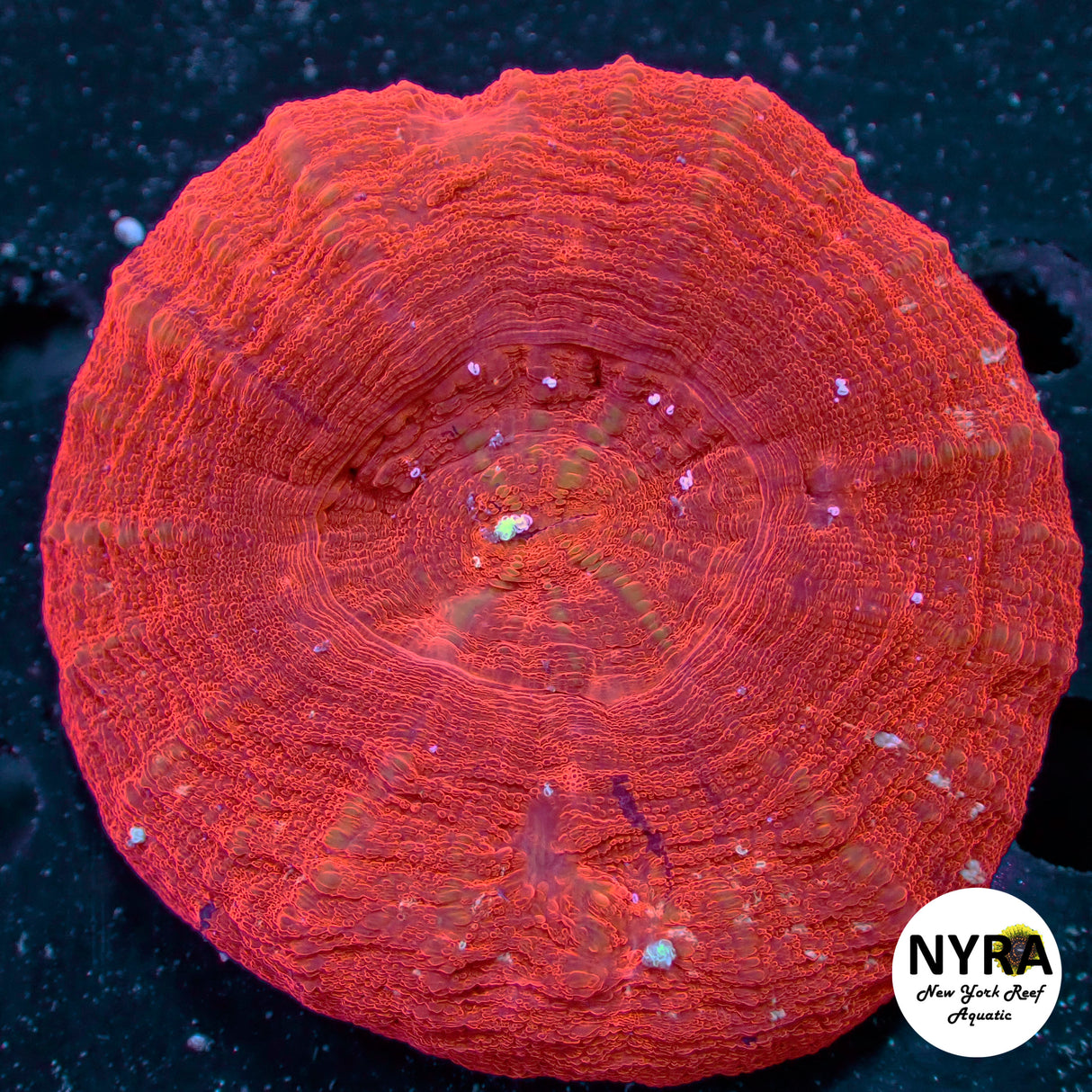 WYSIWYG Tangerine Dream Scoly