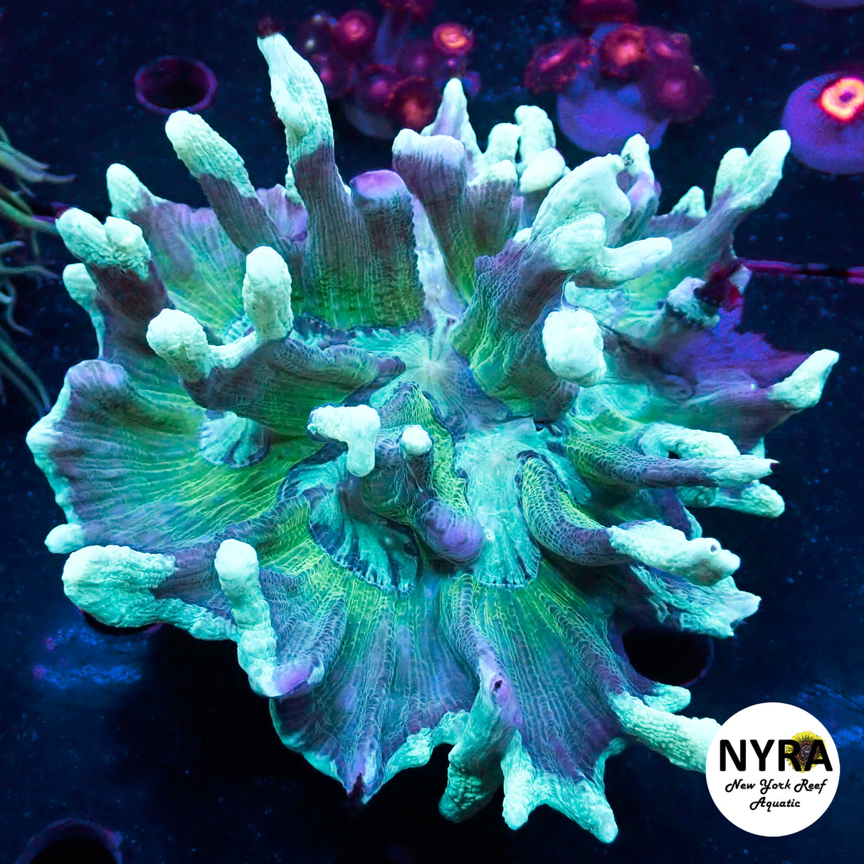 WYSIWYG Teal Toned Pectinia