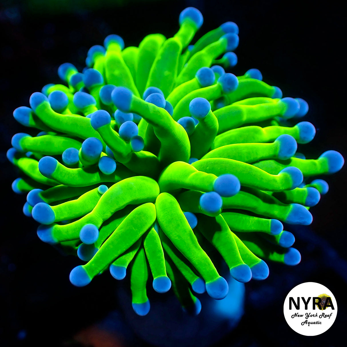 Todd's Torch Cultured