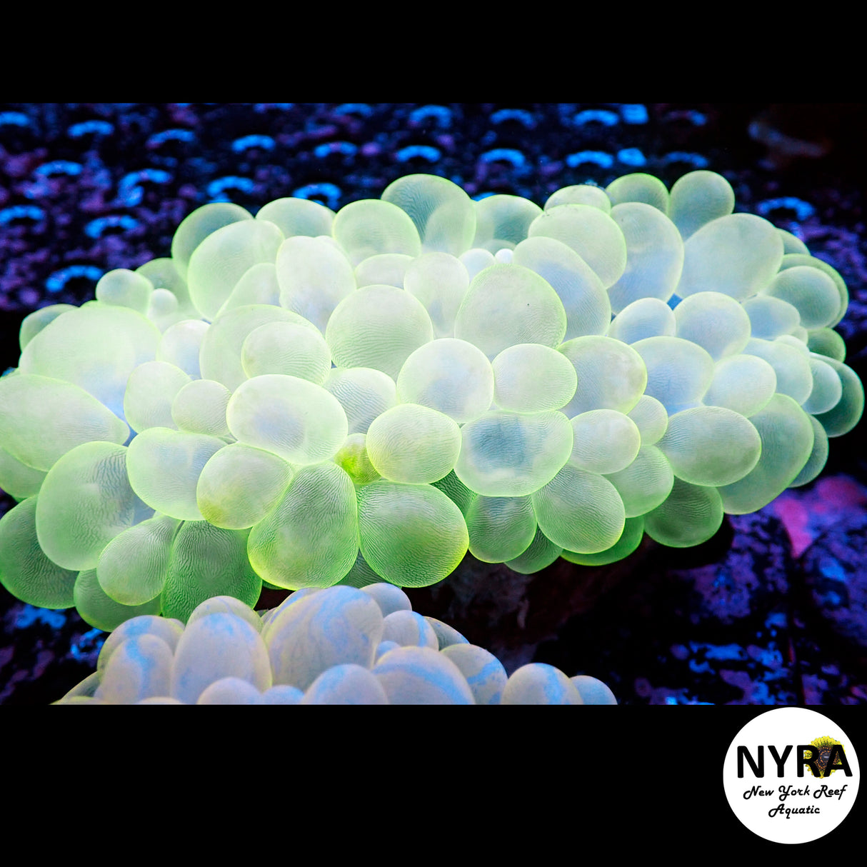 Toxic Green Bubble Coral