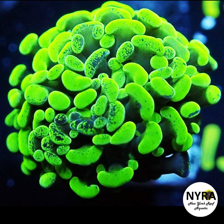 NYRA Toxic Splatter Hammer Double Head FT2J0132