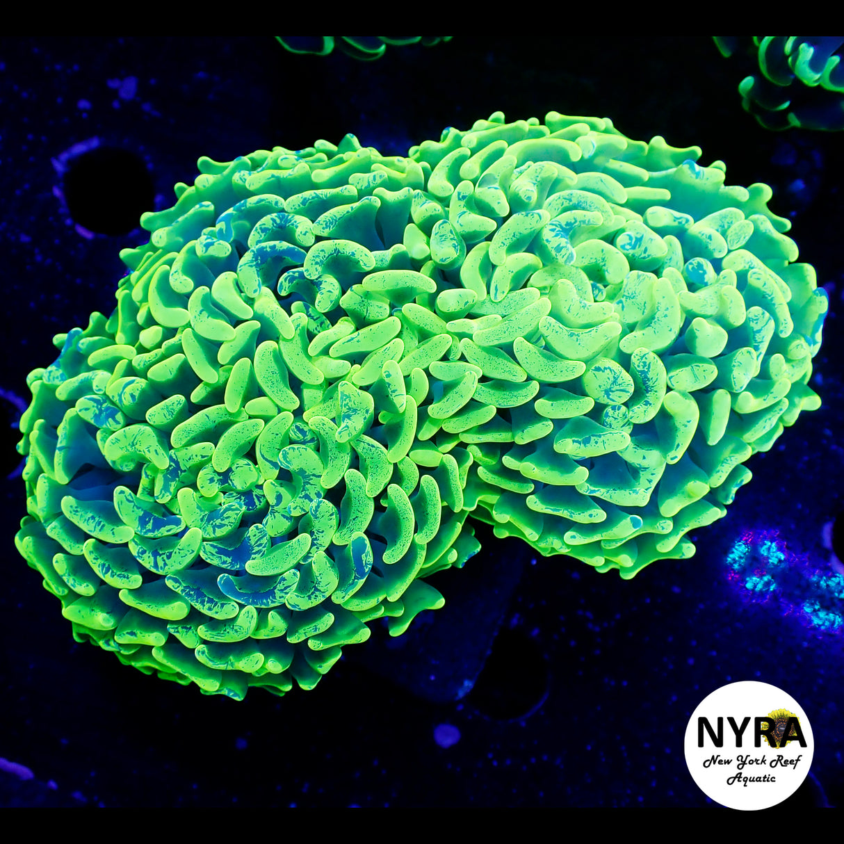 WYSIWYG Toxic Splatter Hammer Small 3in FT2OF3