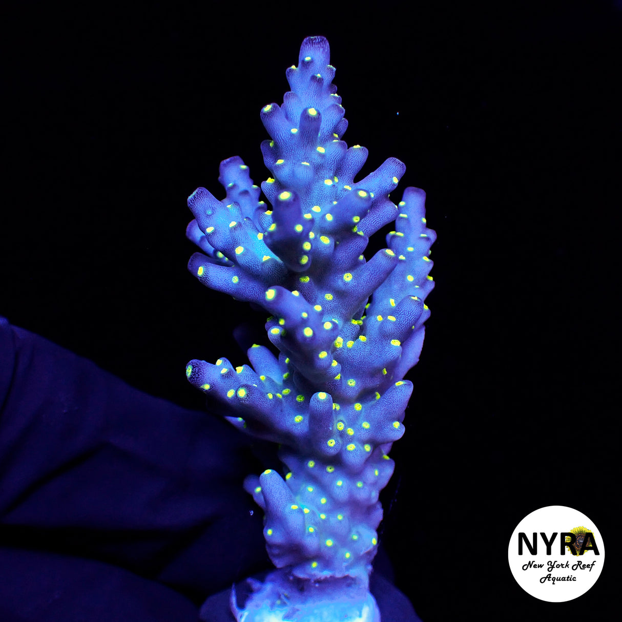 NYRA Tricolor Bonsai Acropora