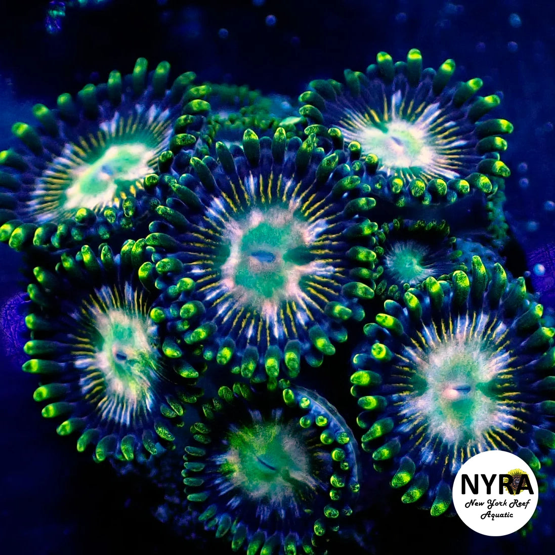 Twinkle Toes Zoanthid