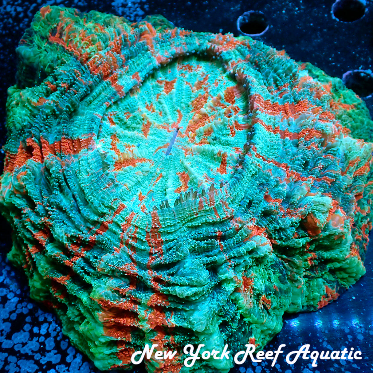 WYSIWYG Ultra Orange Rainbow Meat Coral