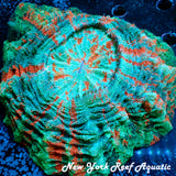 WYSIWYG Ultra Orange Rainbow Meat Coral