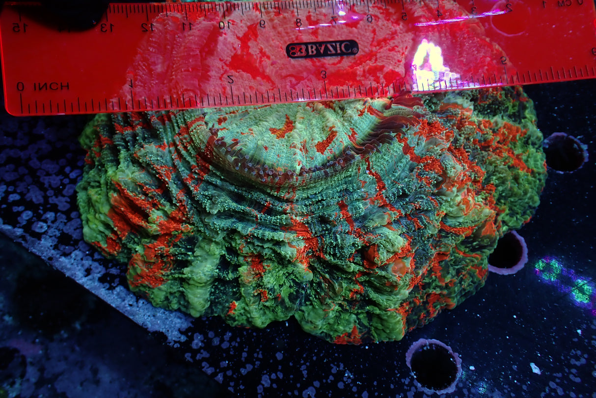 WYSIWYG Ultra Orange Rainbow Meat Coral