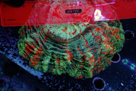 WYSIWYG Ultra Orange Rainbow Meat Coral
