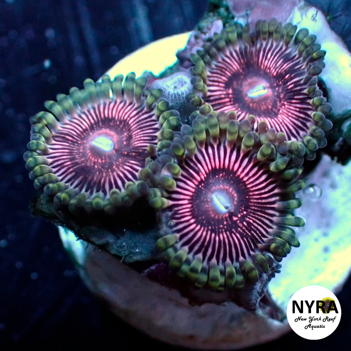 WWC Superstar Zoanthid