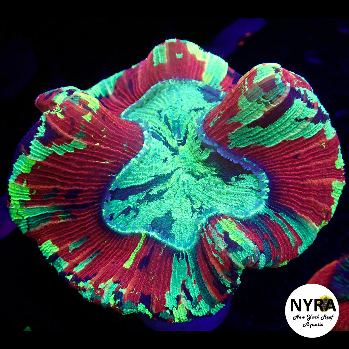 WYSIWYG Warpaint Trachyphyllia