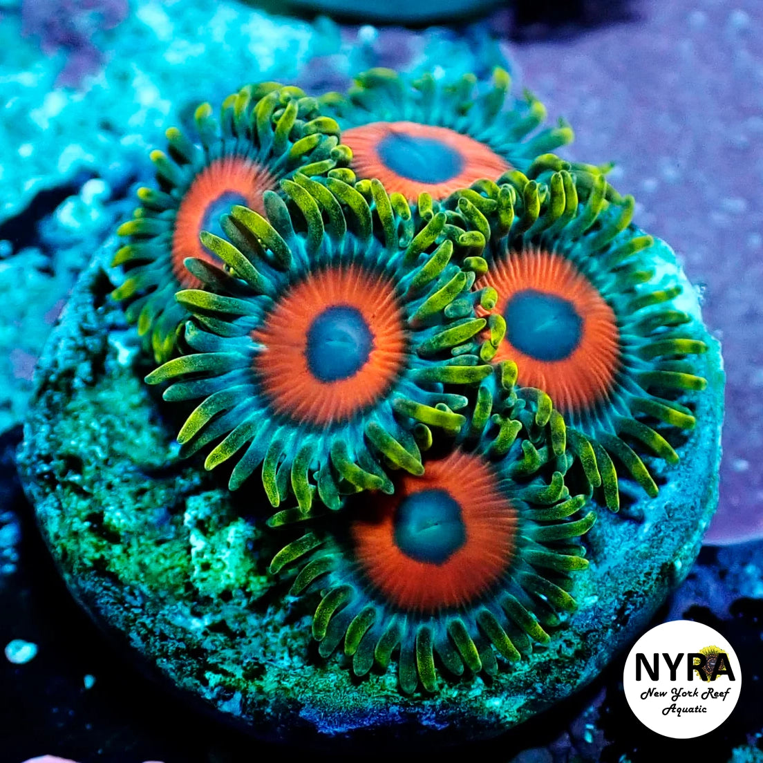 Watermelon Zoanthid