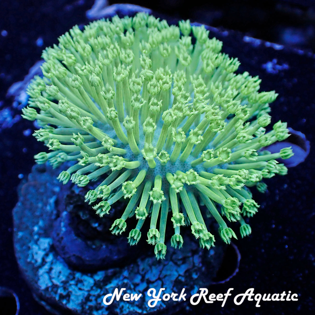 WYSIWYG Weeping Willow Toadstool Green 1.5in Plate