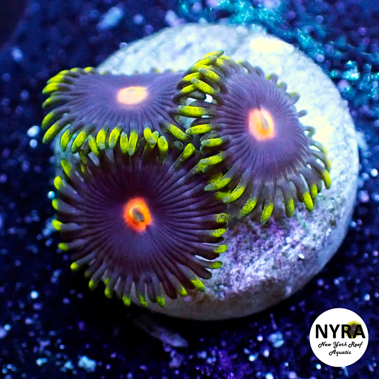 Widow Maker Zoanthid