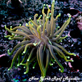 May WYSIWYG Coral Drop I Wild DS Torch 1
