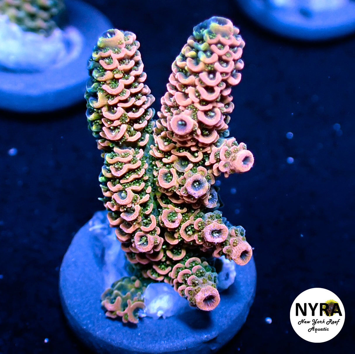 NYRA Wild Fire Acropora