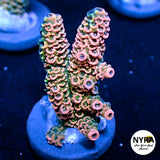 NYRA Wild Fire Acropora