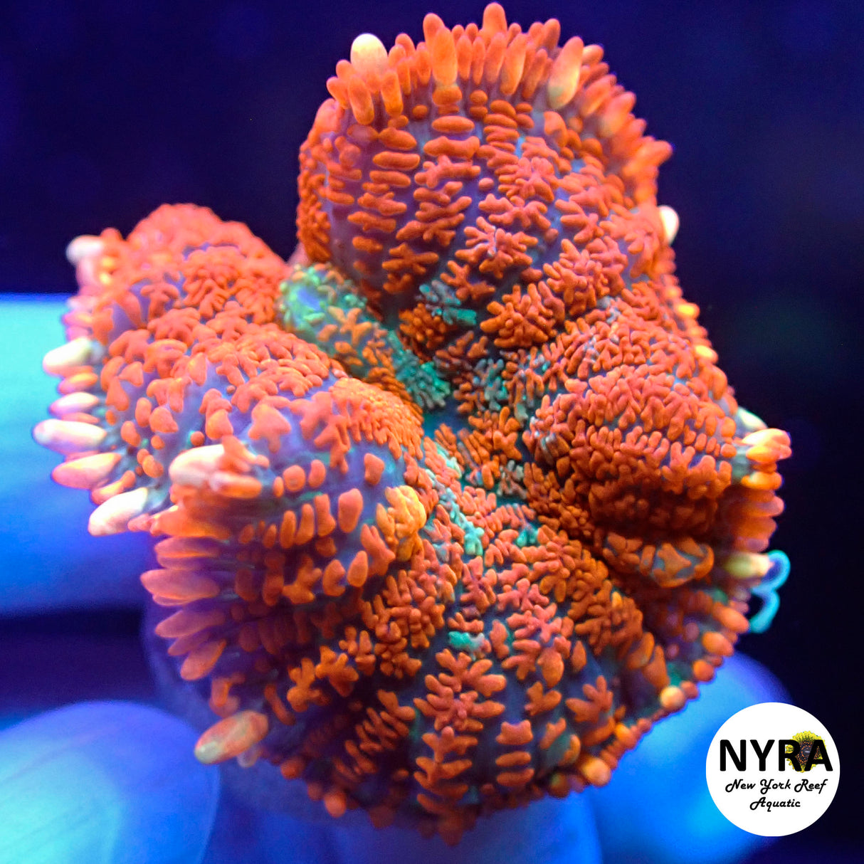 NYRA Superman Mushroom XL Size