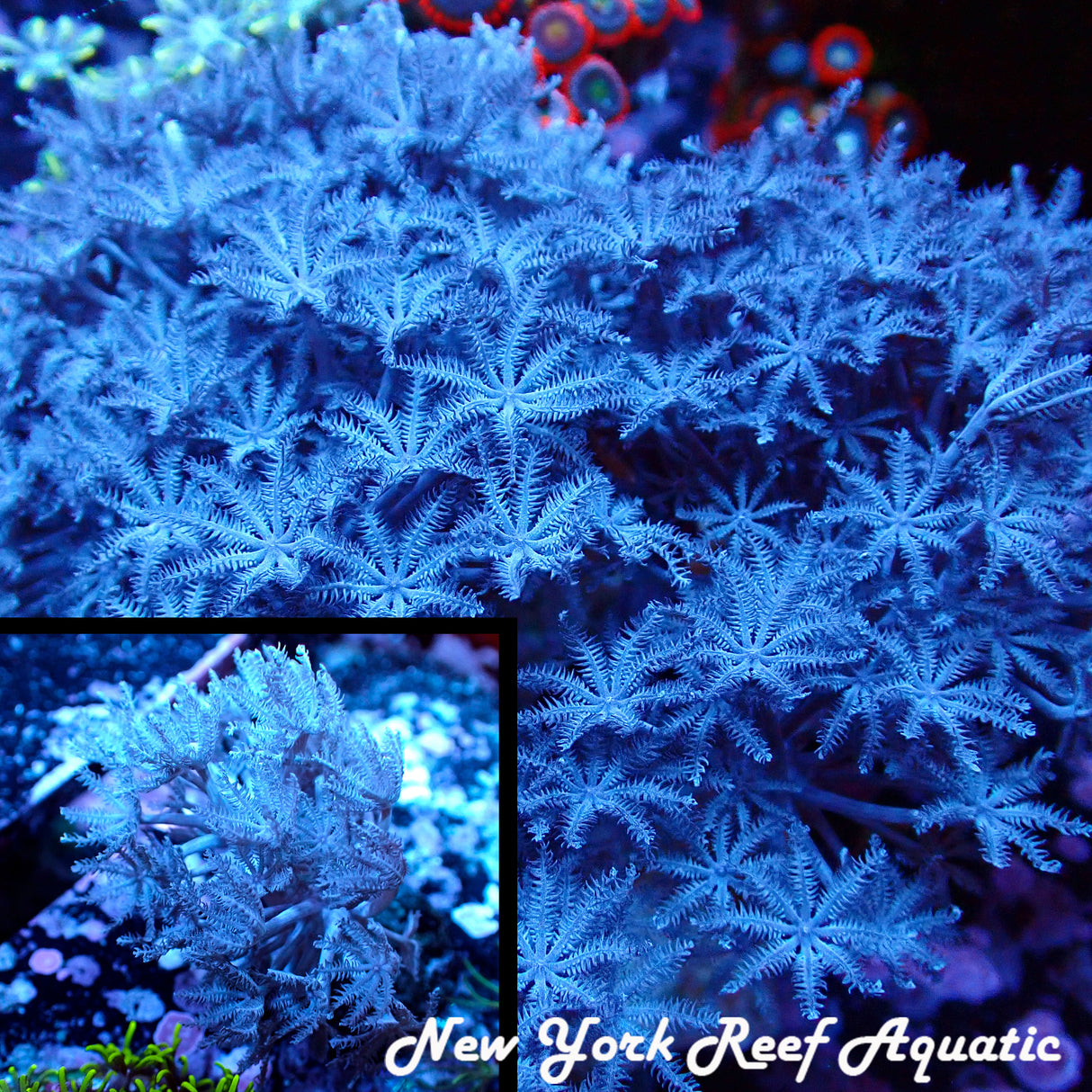 Pulsing Xenia