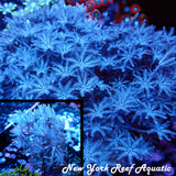 Pulsing Xenia (Full Frag)