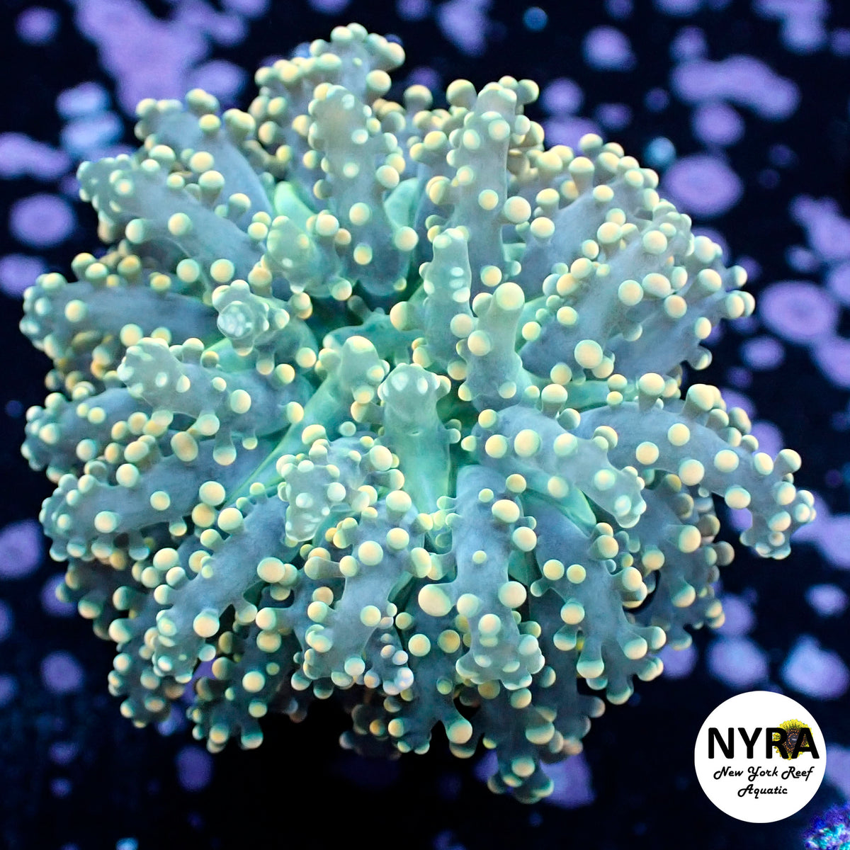 R21C9 Yellow Tip Green Octospawn 2 Head