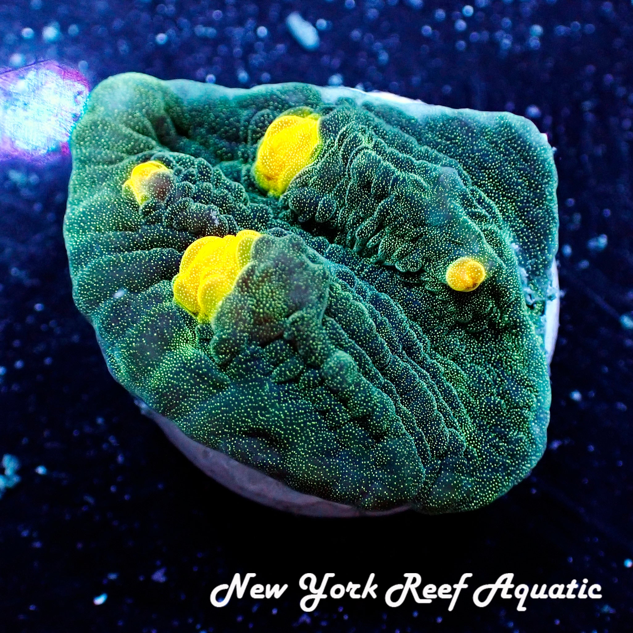 YellowEyeGreenChalise.jpg?v=