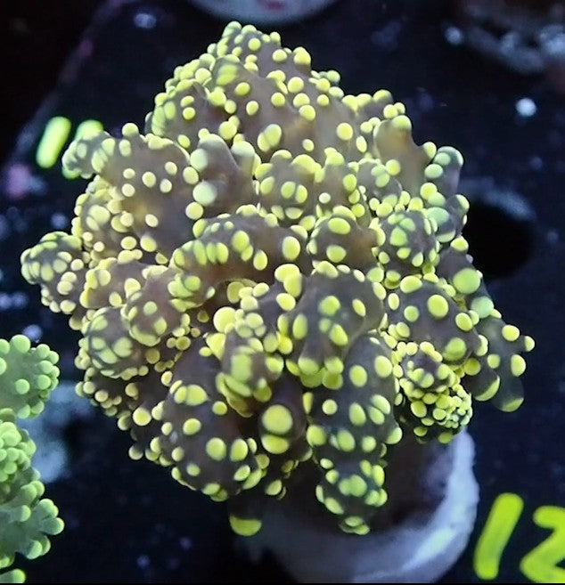Yellow Tip Octospawn 2 Head
