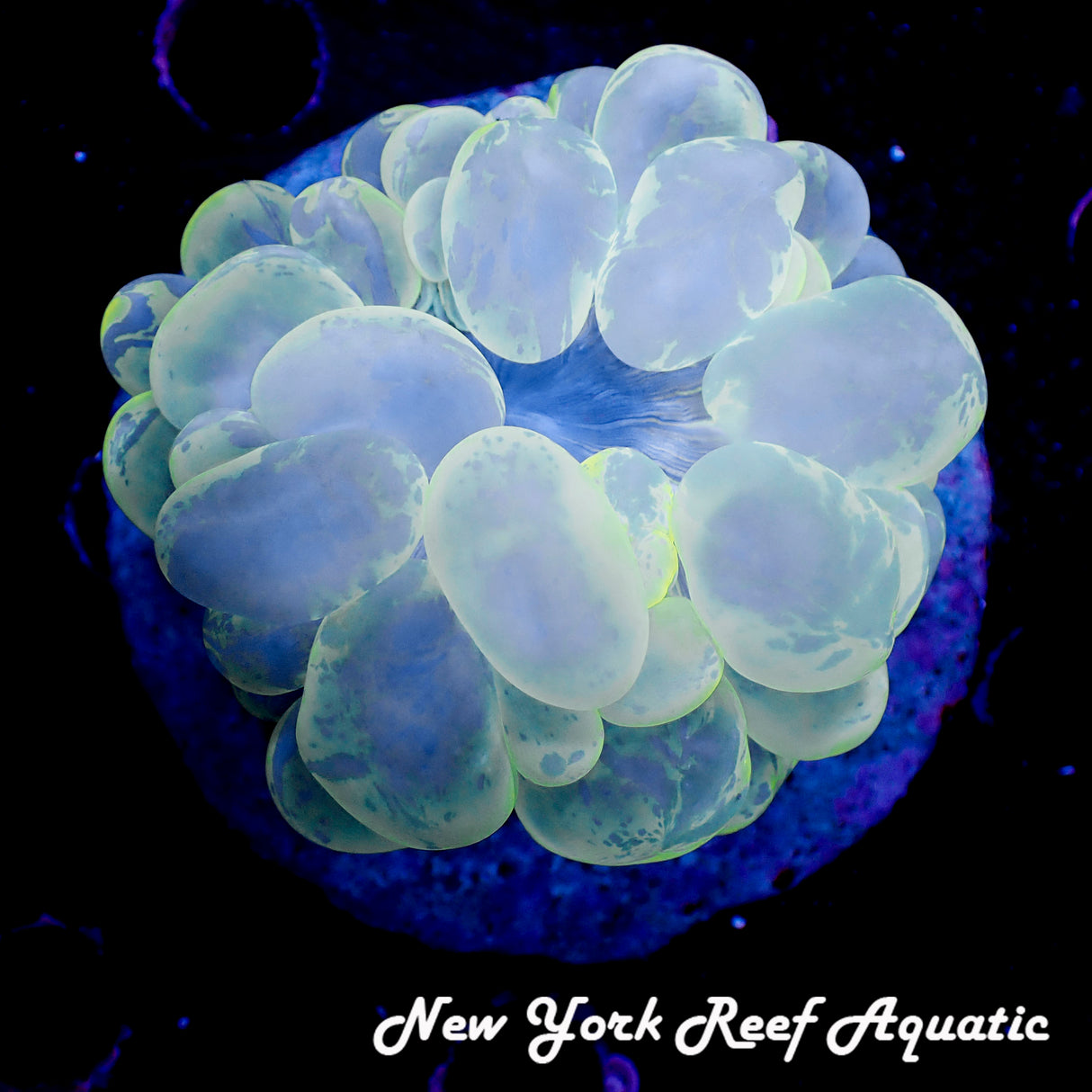 WYSIWYG Yellow Green Bubble Coral