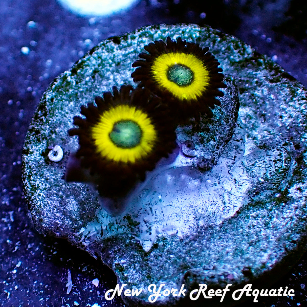 Yellow Submarine Zoanthid 2-4 Polyp Frag