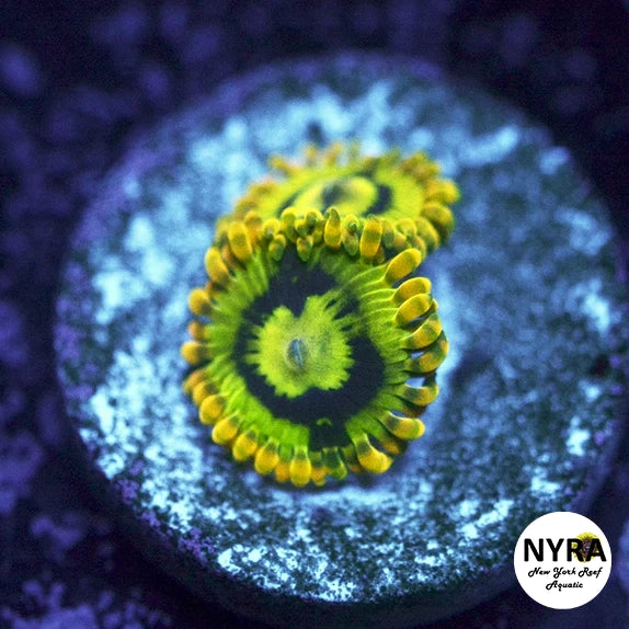 Yoda Zoanthids