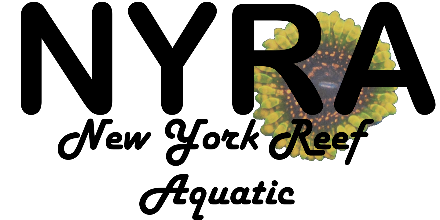 本日限定 ZOA&FRIENDS ZOAプレート2点 Zoa Instant Garden Frag Pack Combo - (WYSIWYG) | Queen City
