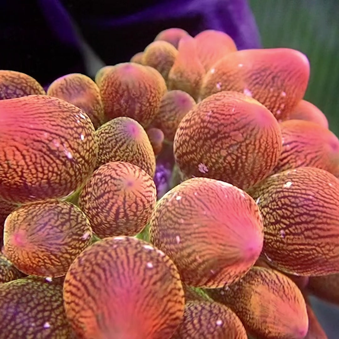 Snowflake Rose Bubble tip Anemone (SM Size)