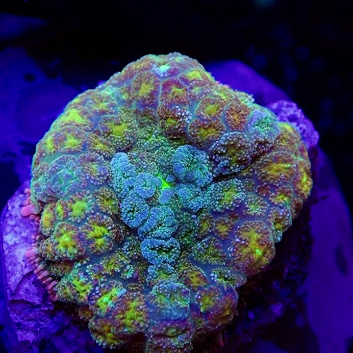 WYSIWYG Rhodactis Supreme 1.5in