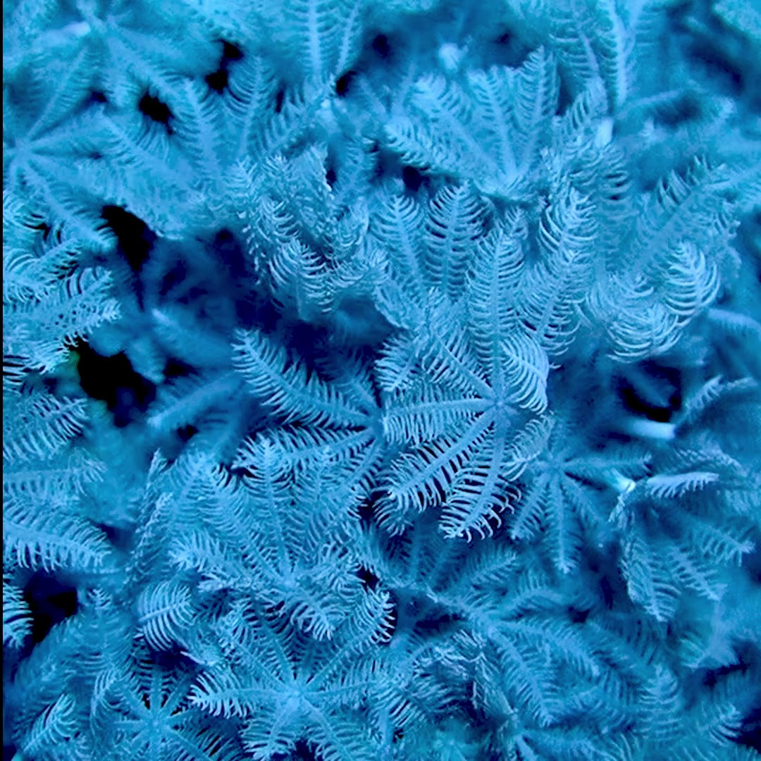 Pulsing Xenia (Full Frag)