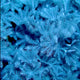 Pulsing Xenia (Full Frag)