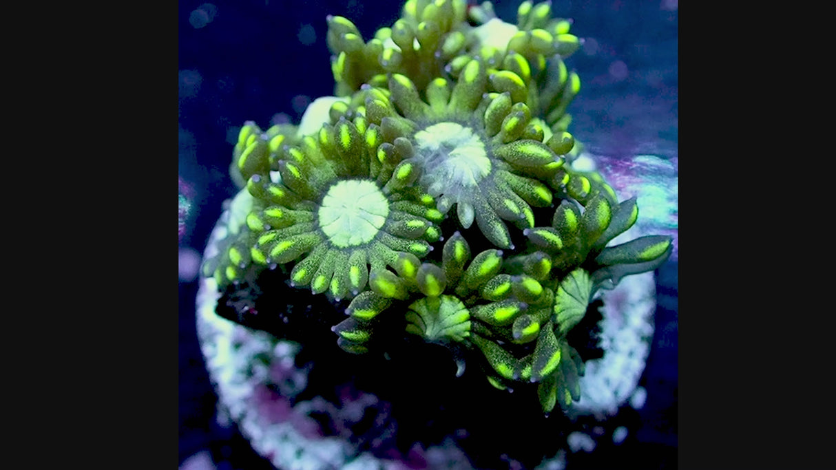 NYRA Urban Matrix Goniopora