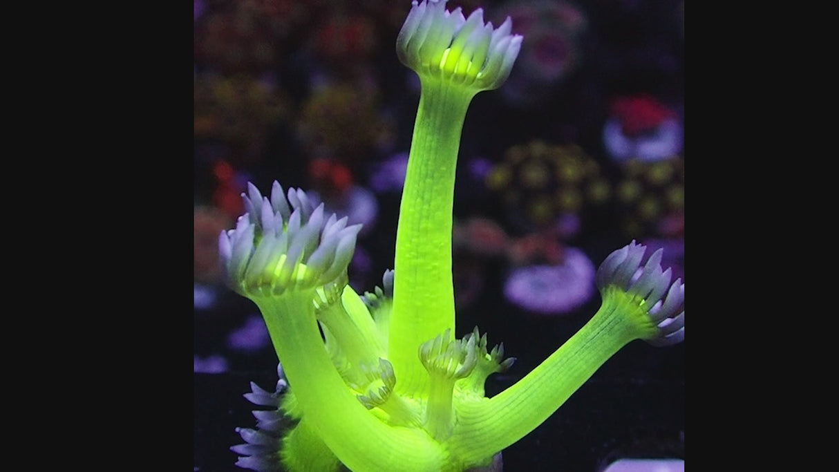 NYRA Neon AcidX Goni (Glowing Fluorescent)