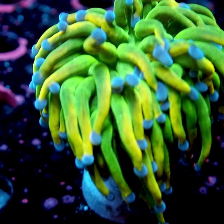 NYRA VIP HG Blue Tip Torch (Signature Black Label)