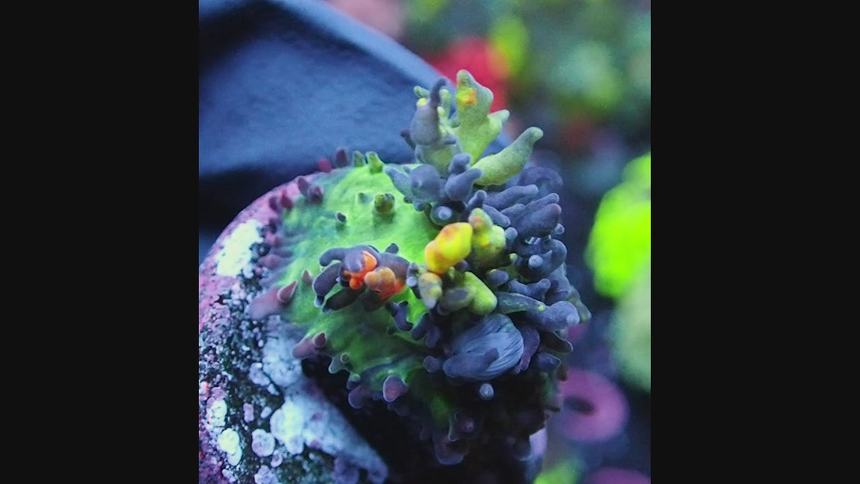 Magic Carpet Mushroom ~1in